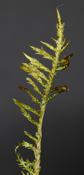 Calliergonella cuspidata